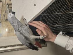 תוכי חכם ופעיל אוהב חברה