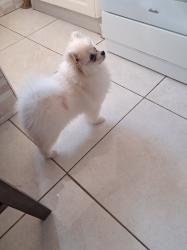 גורה מהממת אוהבת צומת לב