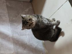 2 גורים סקוטי בני 5 חודש