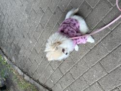 גורה מהממת אוהבת צומת לב