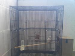 זוג קוקטיילים לבנים יפים ברבייה