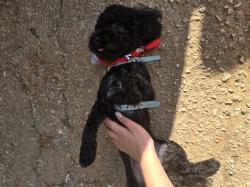 פודל טוי נקבה בת שנה