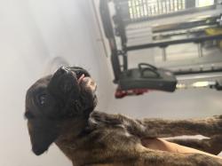 בוקסריות גזעיות מעלפות נישארו שלוש