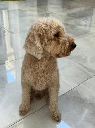 אמיגו , כלב חברותי ותוסס מחפש שידוך