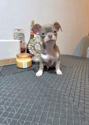 גור צ'וואווה ראש תפוח צבע