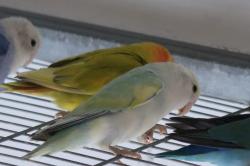 זוגות עובדים צעירים מהממים ונדירים