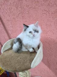 גורה בת 3 חודש אחרונה