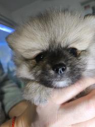 דובי פומרניין