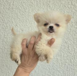 גור ציוואוואה מיני קטן בן