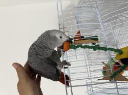 ‏ז׳אקו בן 4 חודשים האכלת יד