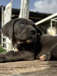 קאנה קורסו גורה מושלמת בת