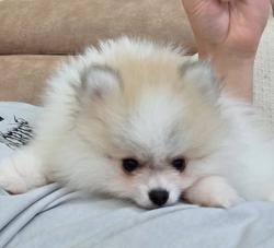 גורי פומרניאן בני שלושה חודשים