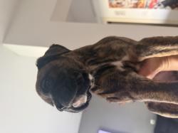 בוקסריות גזעיות מעלפות נישארו שלוש