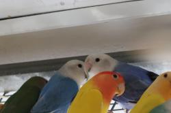 זוגות עובדים צעירים מהממים ונדירים