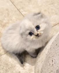 גורה סקוטית פולד פרוותית מהממת,בת