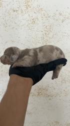 גורי תחש נדירים עם צבע נדיר 