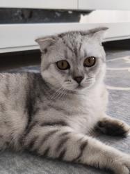 חתולים בריטיים מזמינים לזיווג,אזור מרכז