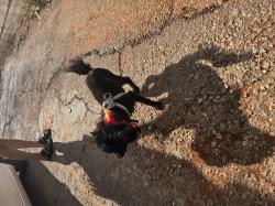 פודל טוי נקבה בת שנה