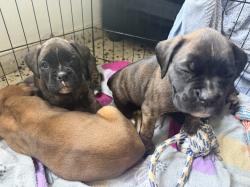 בוקסריות גזעיות מעלפות נישארו שלוש