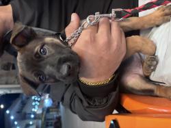 גורה בת חודש וחצי מהממת