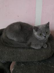 גור בריטי אחרון בן חצי שנה