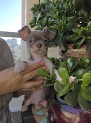 גור צ'וואווה ראש תפוח צבע