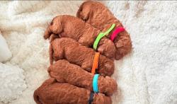 המלטה ביתית של גורי פודל טוי אדומים