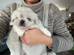 גורים זכרים בני 8 שבועות