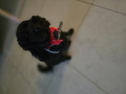 פודל טוי נקבה בת שנה