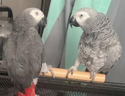 תוכים אפורים אפריקאים מקסימים למכירה