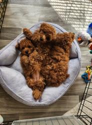 פודלים חמודים בצבע חום