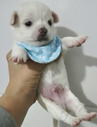 זכרים ציוואוואה מיני ננסי לבנים