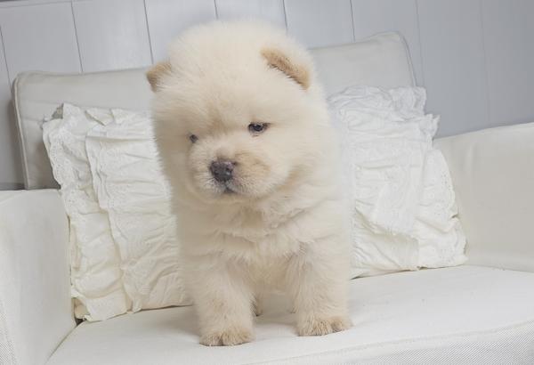 דובוני צאו מהסוג הננסי