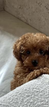 גורים של פודל מתוקים במיוחד