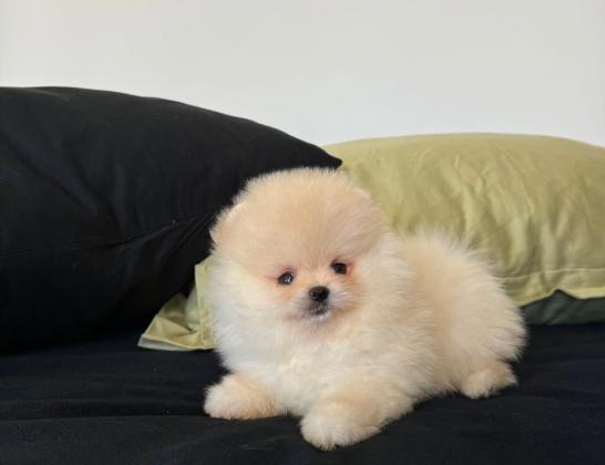 גורים של פומרניין גיל חודשיים