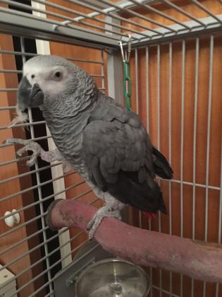 גאקו האכלות יד ברמה הכי