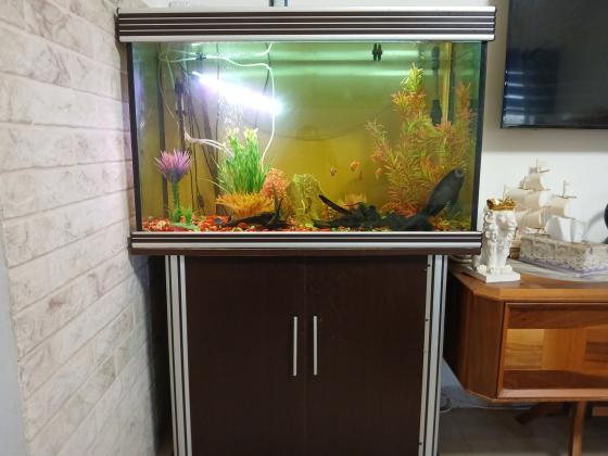 אקווריום כולל כל הציוד הנדרש