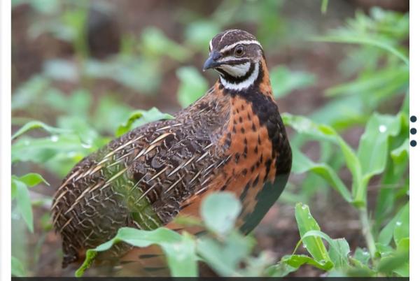 זוג שלוים ארלקינו מיוחדים יפים