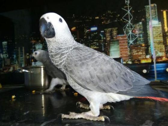 גאקו האכלות יד ברמה הכי