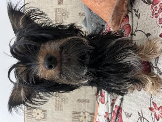 יורקשייר מעורב, יפיוףשוקל ~4 קילו