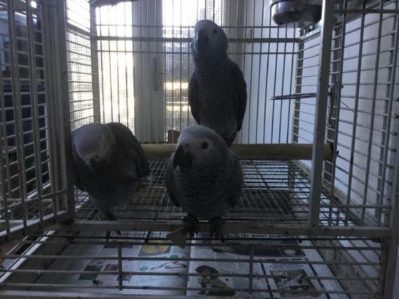 גאקו האכלות יד ברמה הכי