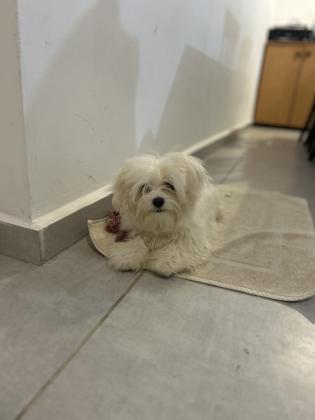 גור חמוד נוח, קליל, ידידותי