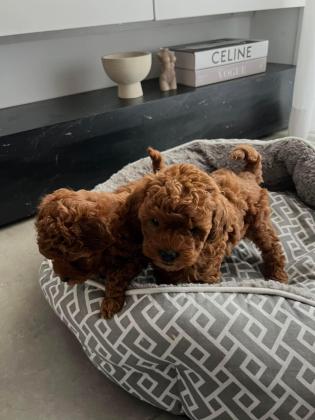 המלטה יפיפיה של פודל טוי