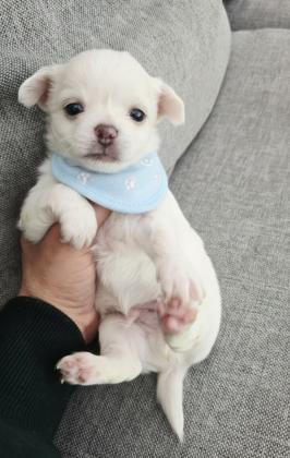 זכרים ציוואוואה מיני ננסי לבנים