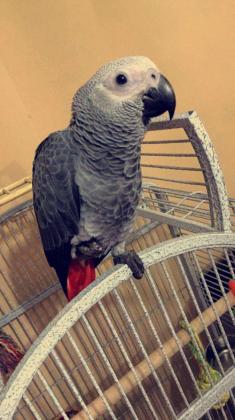 גאקו האכלות יד ברמה הכי