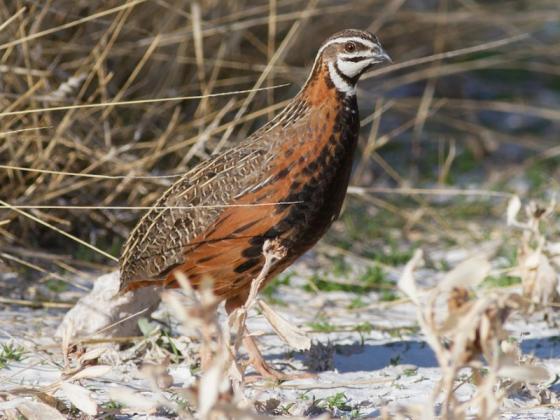 זוג שלוים ארלקינו מיוחדים יפים
