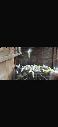 למכירה להקת תוכונים עובדת מכל