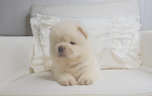 גורי צאו ננסי בצבע