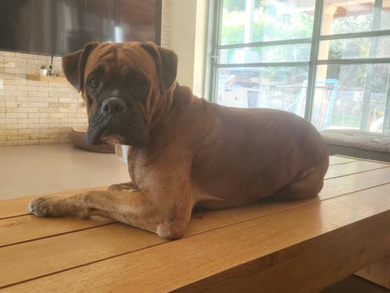 גורים בוקסר למכירה פרטים בפרטי