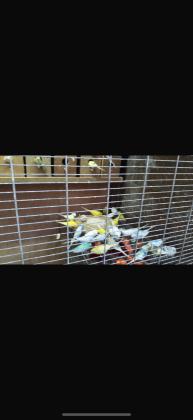 למכירה להקת תוכונים עובדת מכל